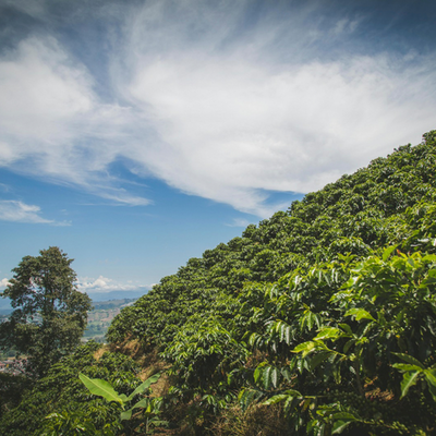 MAYA91 Robusta-Kaffee: Der Underdog mit echtem Charakter